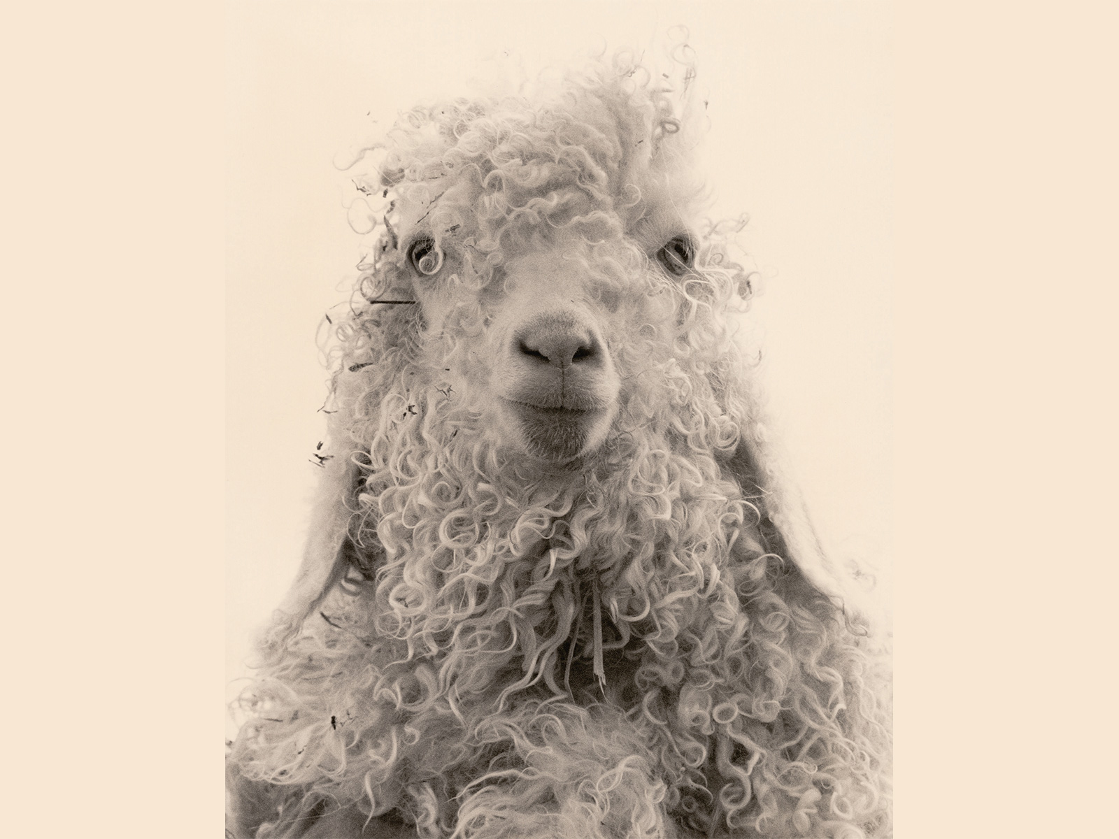 Portrait de la chèvre mohair :  © Yamamoto Masao. #5003 (Série : « La vie simple »)