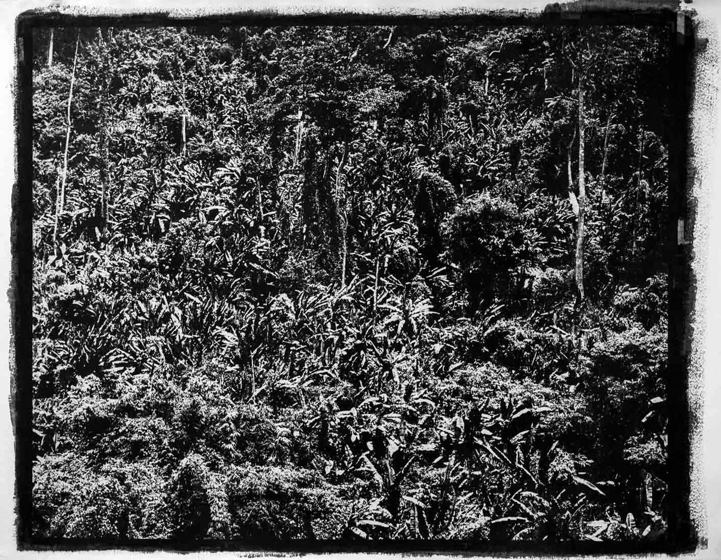 Palme-gomme-bichromatée-70-x-100-cm